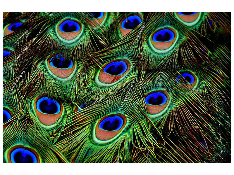 3-piece-canvas-print-peacock-feathers-xxl