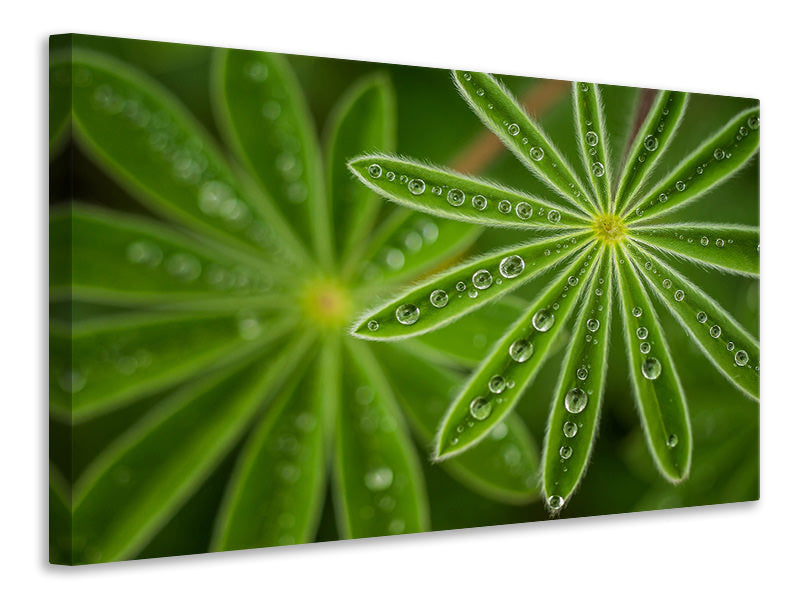 modern-4-piece-canvas-print-pearly-lupine