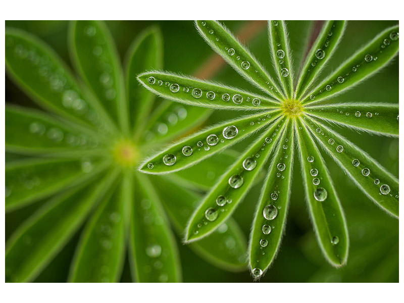 3-piece-canvas-print-pearly-lupine
