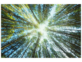 panoramic-3-piece-canvas-print-pine-forest