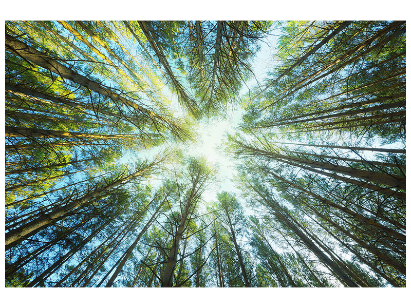panoramic-canvas-print-pine-forest