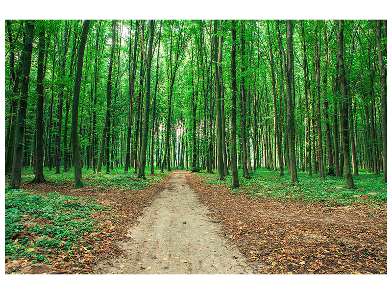 4-piece-canvas-print-pine-forests