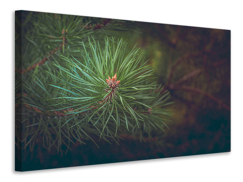 panoramic-3-piece-canvas-print-pine-tree-close-up