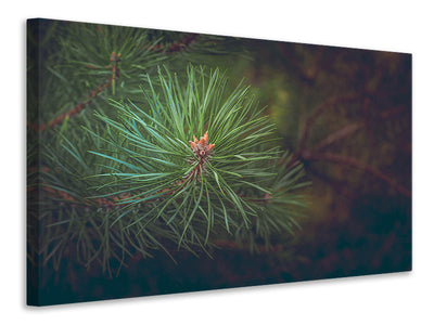 modern-3-piece-canvas-print-pine-tree-close-up