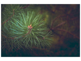 3-piece-canvas-print-pine-tree-close-up