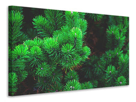 3-piece-canvas-print-pine-xl