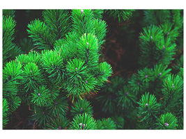 5-piece-canvas-print-pine-xl