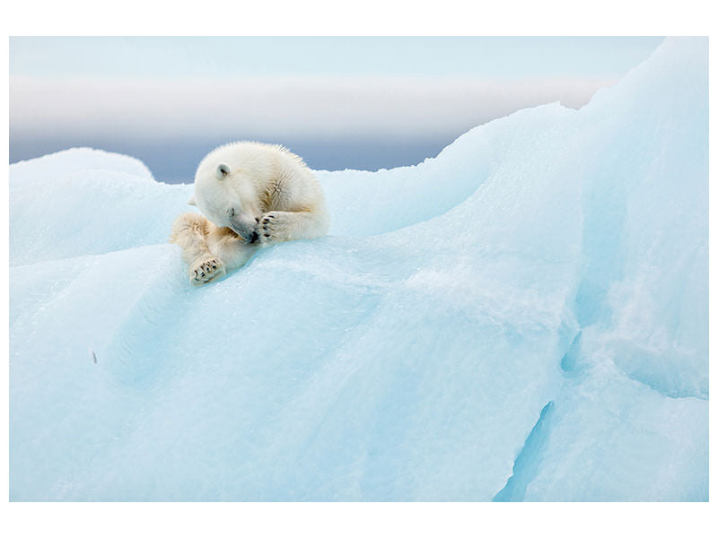 5-piece-canvas-print-polar-bear-grooming