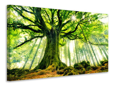 5-piece-canvas-print-ponthus-beech