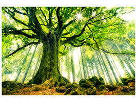 3-piece-canvas-print-ponthus-beech
