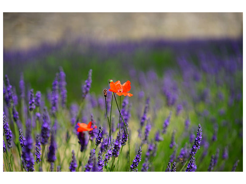 modern-3-piece-canvas-print-poppy-in-the-lavender