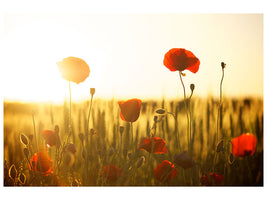 3-piece-canvas-print-poppy-in-the-sunset