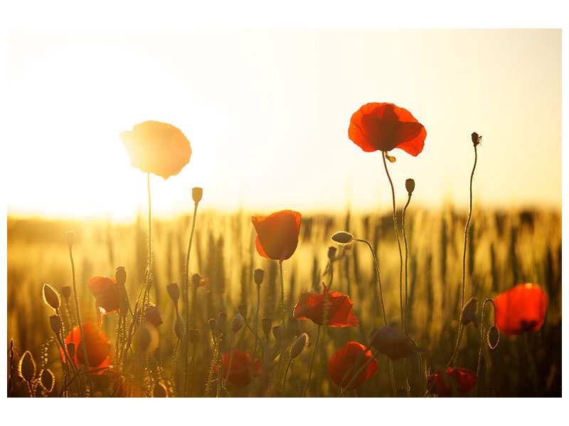 3-piece-canvas-print-poppy-in-the-sunset