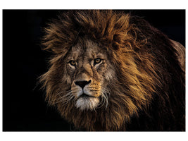 3-piece-canvas-print-portrait-of-a-lion