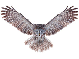 5-piece-canvas-print-power-great-grey-owl