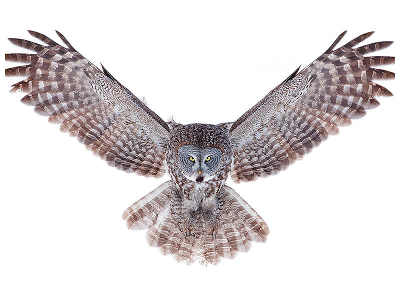 4-piece-canvas-print-power-great-grey-owl