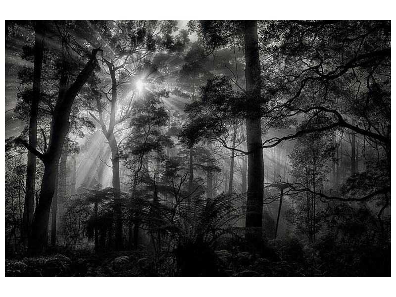 5-piece-canvas-print-primary-forest