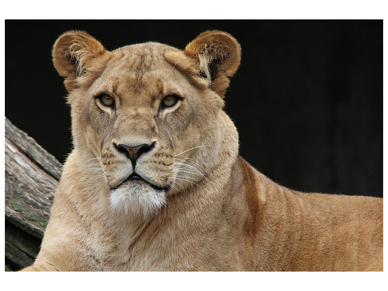 3-piece-canvas-print-proud-lioness