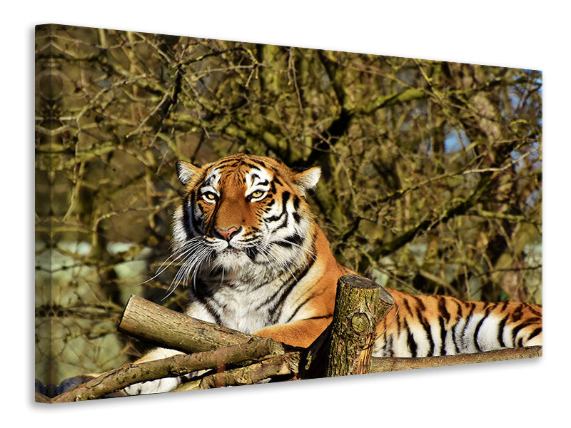 3-piece-canvas-print-proud-tiger