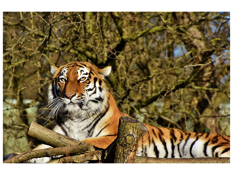 3-piece-canvas-print-proud-tiger