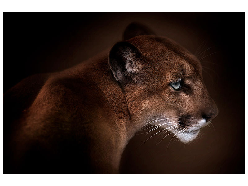 3-piece-canvas-print-puma