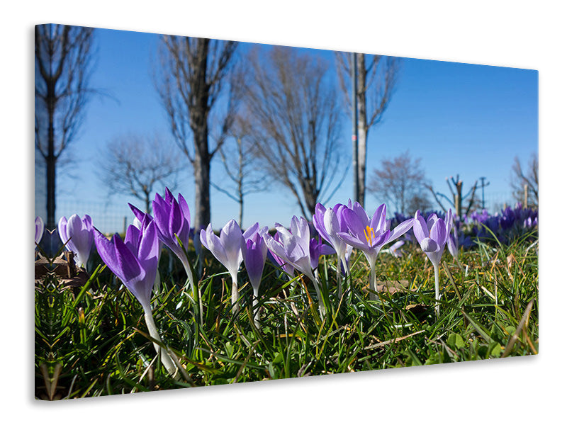 3-piece-canvas-print-purple-crocus-in-nature