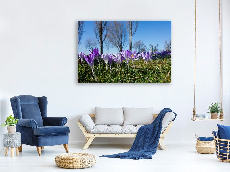 3-piece-canvas-print-purple-crocus-in-nature