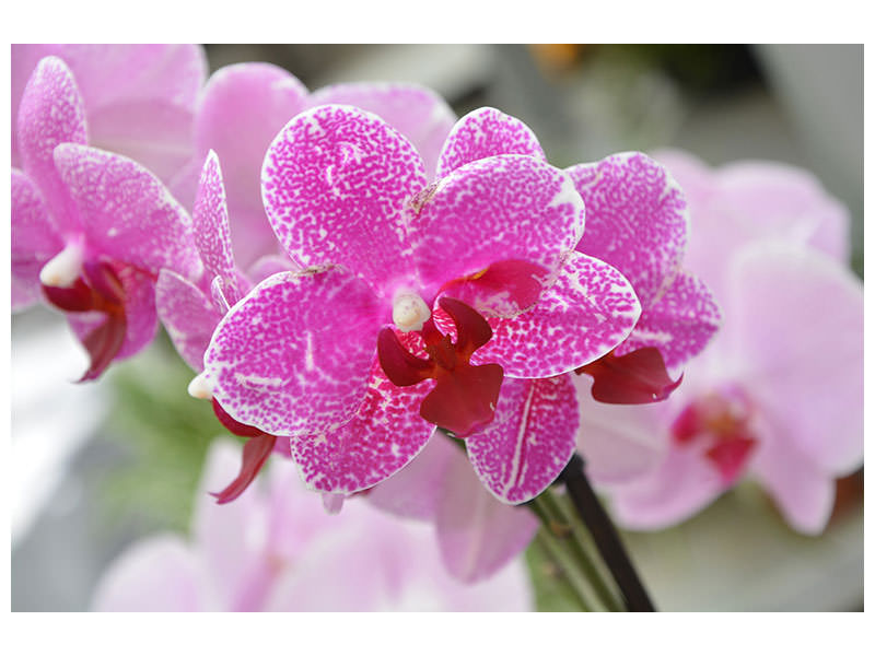 3-piece-canvas-print-purple-orchids-in-bloom