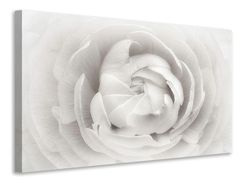 modern-4-piece-canvas-print-ranunculus