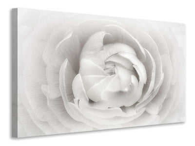 modern-4-piece-canvas-print-ranunculus