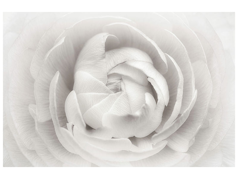 modern-4-piece-canvas-print-ranunculus