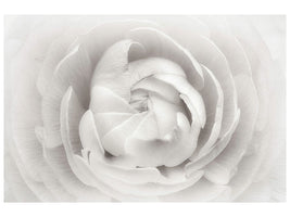 4-piece-canvas-print-ranunculus
