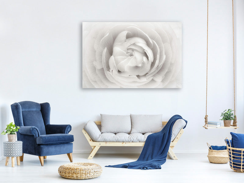 panoramic-canvas-print-ranunculus