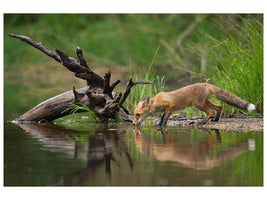 modern-3-piece-canvas-print-red-fox-ii