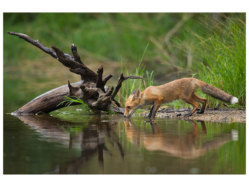 modern-3-piece-canvas-print-red-fox-ii