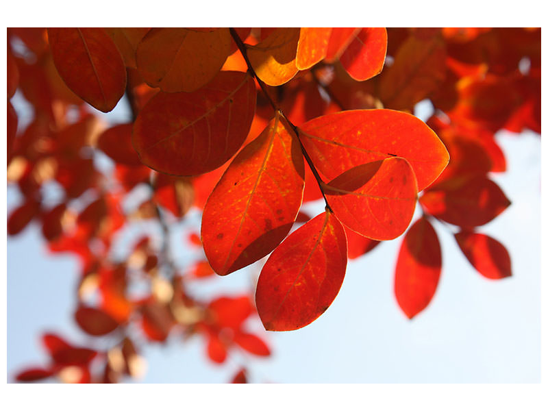 4-piece-canvas-print-red-leaves-xl