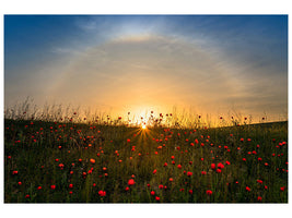 panoramic-3-piece-canvas-print-red-poppies-and-sunrise