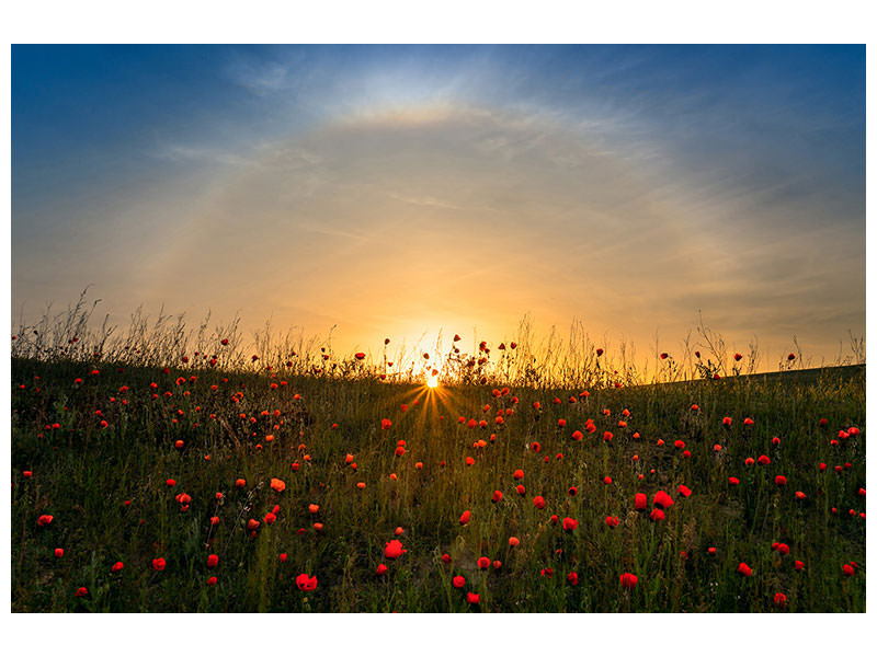 modern-4-piece-canvas-print-red-poppies-and-sunrise