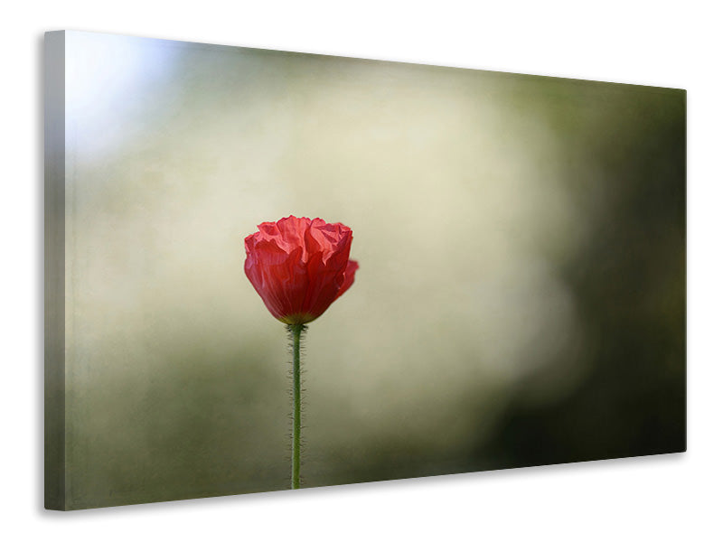 5-piece-canvas-print-red-poppy