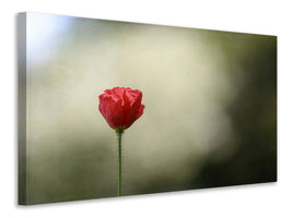 4-piece-canvas-print-red-poppy