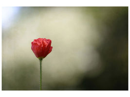 panoramic-3-piece-canvas-print-red-poppy