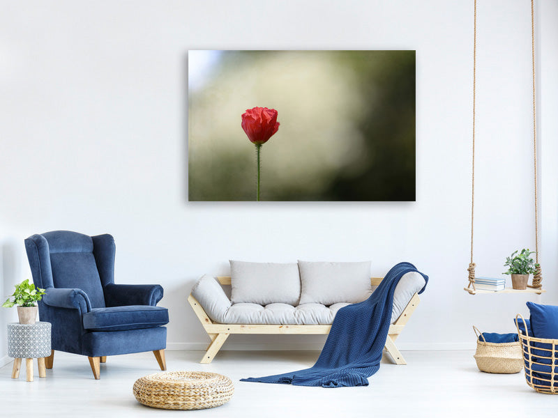 panoramic-3-piece-canvas-print-red-poppy