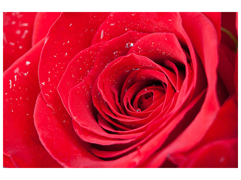 5-piece-canvas-print-red-rose-in-morning-dew