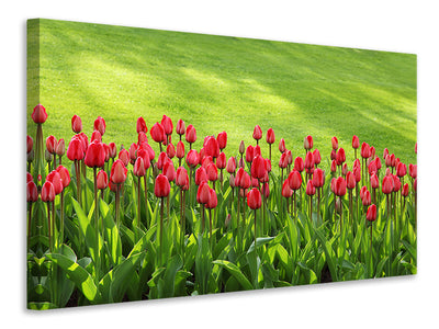 panoramic-3-piece-canvas-print-red-tulip-field-in-the-sunlight