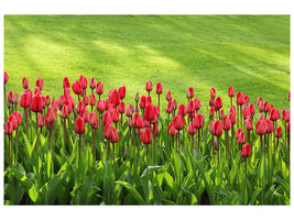 panoramic-3-piece-canvas-print-red-tulip-field-in-the-sunlight