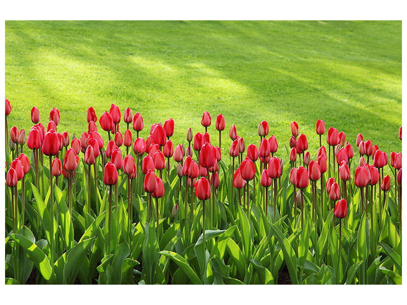panoramic-3-piece-canvas-print-red-tulip-field-in-the-sunlight