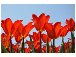 modern-3-piece-canvas-print-red-tulips-xl