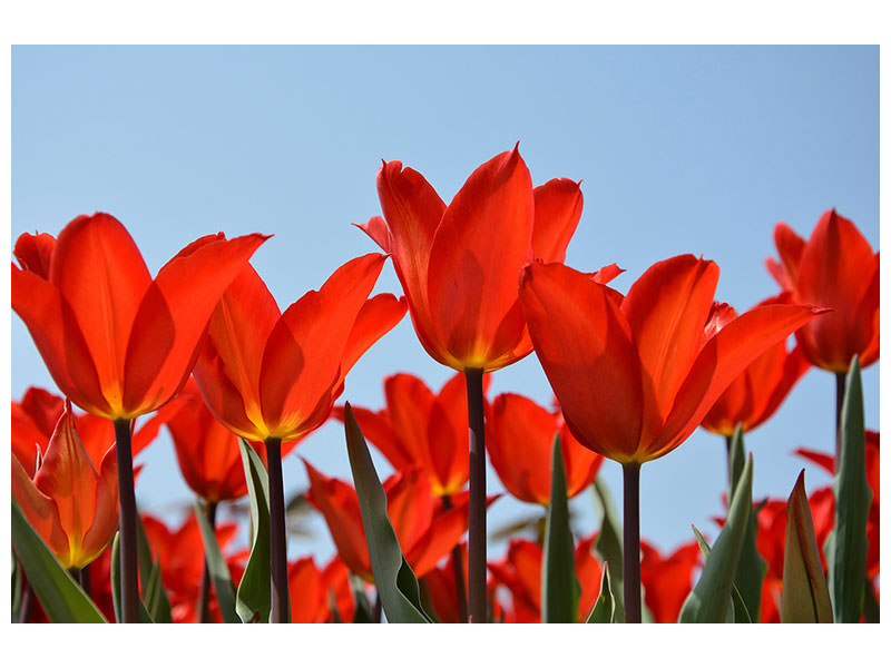 modern-3-piece-canvas-print-red-tulips-xl