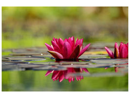 panoramic-3-piece-canvas-print-red-water-lily-duo