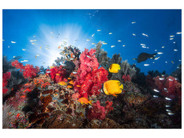 5-piece-canvas-print-reef-life